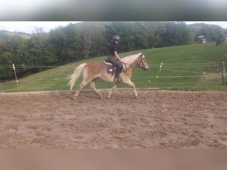 Haflinger Wallach 14 Jahre 152 cm Fuchs in Morsbach