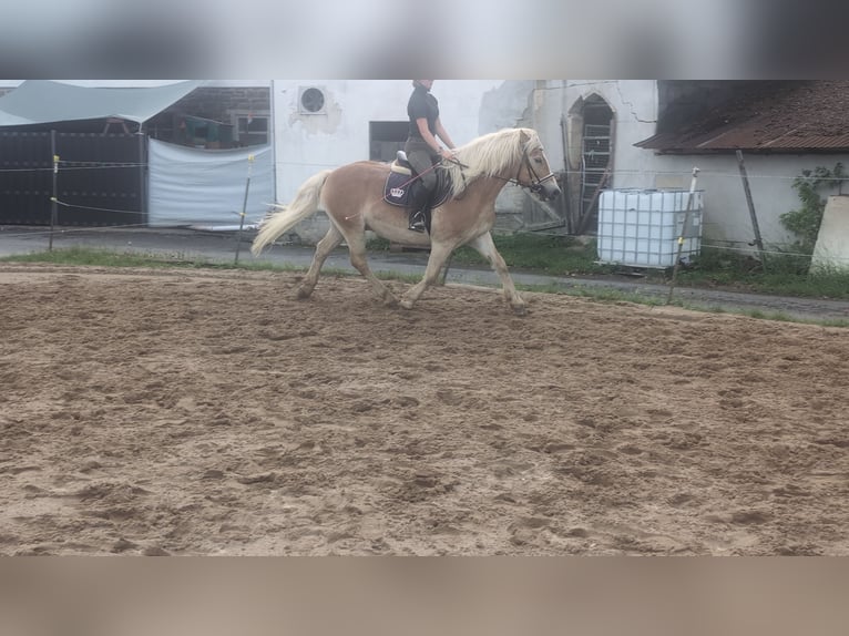 Haflinger Wallach 14 Jahre 152 cm Fuchs in Morsbach