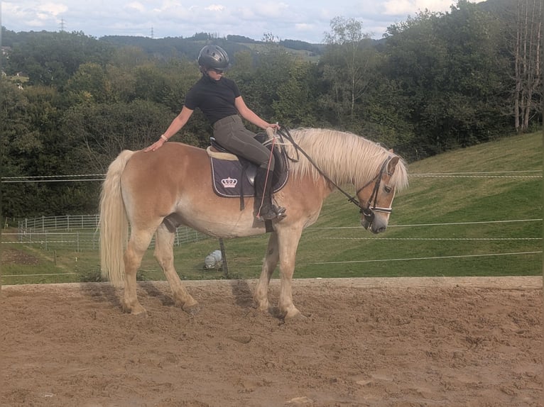 Haflinger Wallach 14 Jahre 152 cm Fuchs in Morsbach