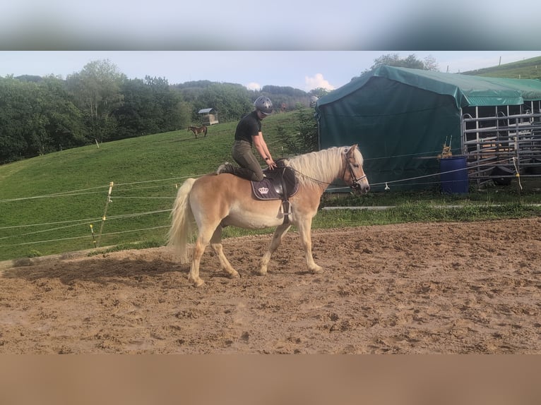 Haflinger Wallach 14 Jahre 152 cm Fuchs in Morsbach