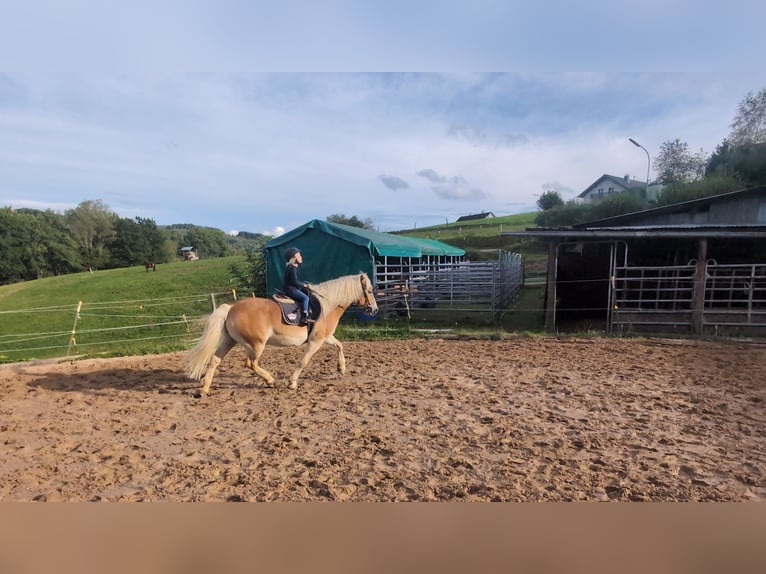 Haflinger Wallach 14 Jahre 152 cm Fuchs in Morsbach