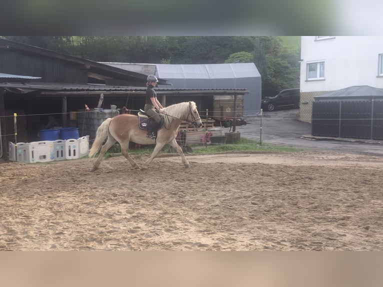 Haflinger Wallach 14 Jahre 152 cm Fuchs in Morsbach