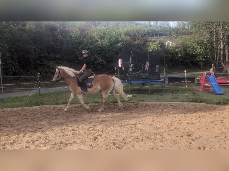 Haflinger Wallach 14 Jahre 152 cm Fuchs in Morsbach