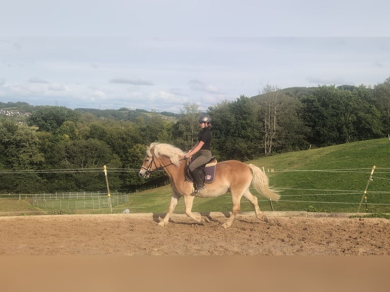 Haflinger Wallach 14 Jahre 152 cm Fuchs in Morsbach