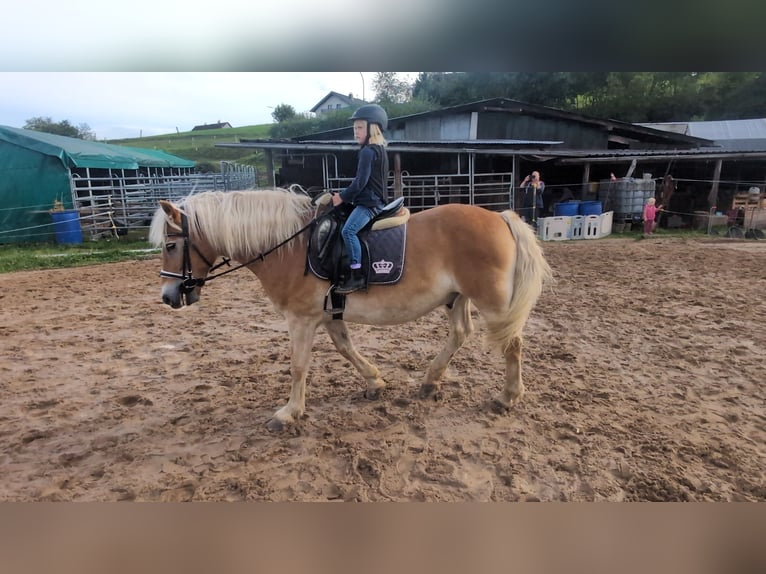 Haflinger Wallach 14 Jahre 152 cm Fuchs in Morsbach