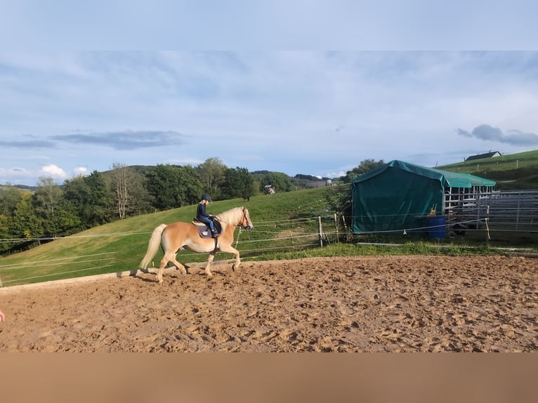 Haflinger Wallach 14 Jahre 152 cm Fuchs in Morsbach