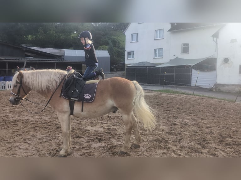 Haflinger Wallach 14 Jahre 152 cm Fuchs in Morsbach