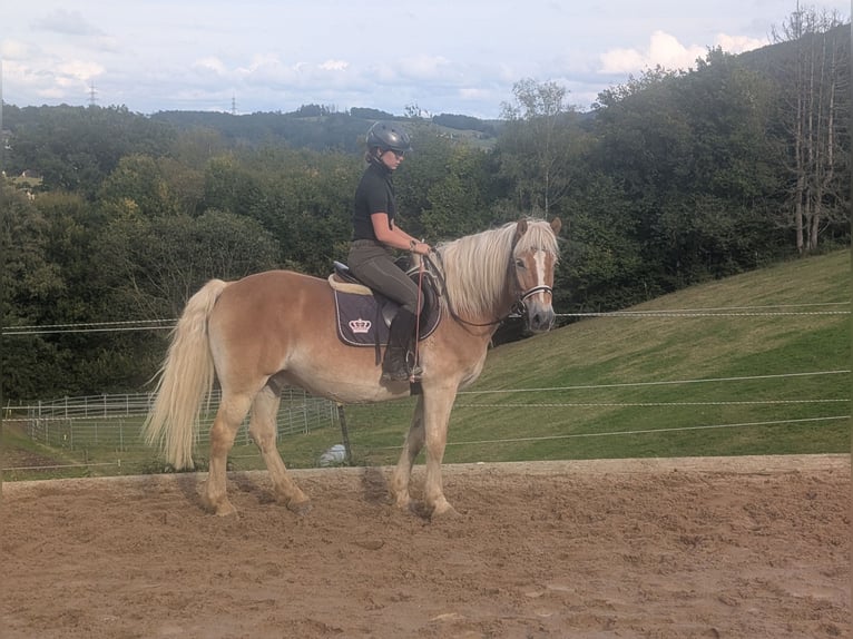 Haflinger Wallach 14 Jahre 152 cm Fuchs in Morsbach