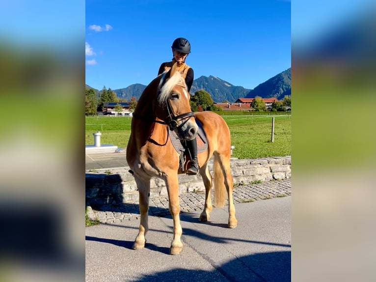 Haflinger Wallach 14 Jahre 153 cm  in Kreuth