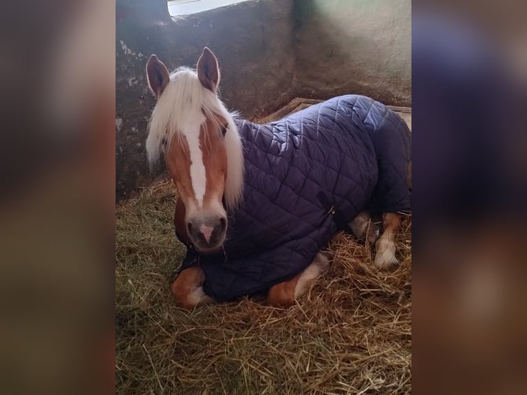 Haflinger Wallach 14 Jahre 153 cm Fuchs in Berndorf bei Salzburg