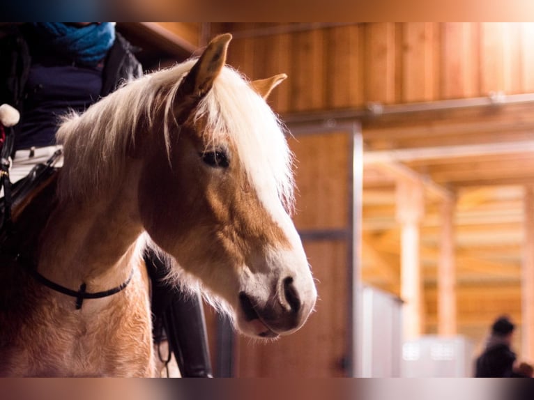 Haflinger Wallach 14 Jahre 153 cm Fuchs in Erlaa