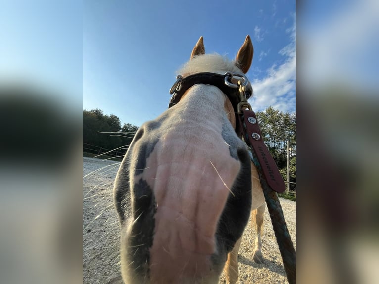 Haflinger Wallach 14 Jahre 153 cm Fuchs in Erlaa