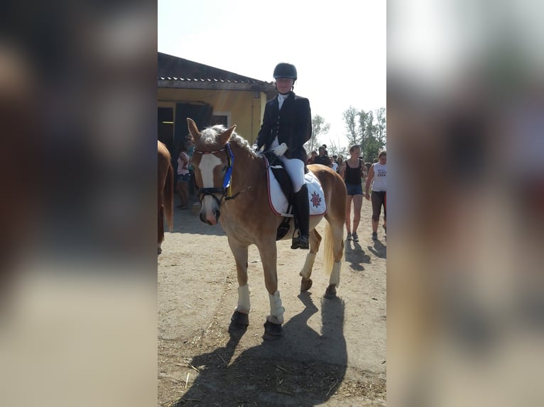 Haflinger Wallach 14 Jahre 153 cm Fuchs in Erlaa