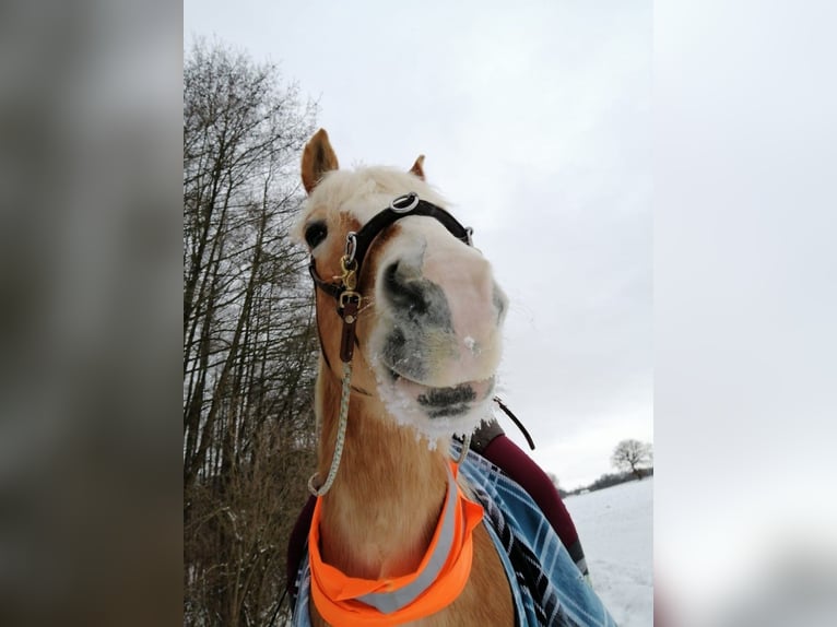 Haflinger Wallach 14 Jahre 153 cm Fuchs in Erlaa