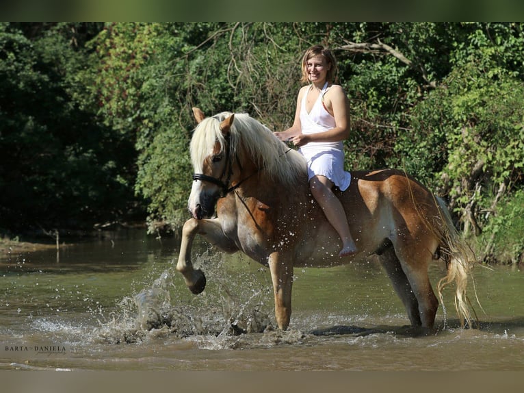 Haflinger Wallach 14 Jahre 153 cm Fuchs in Erlaa