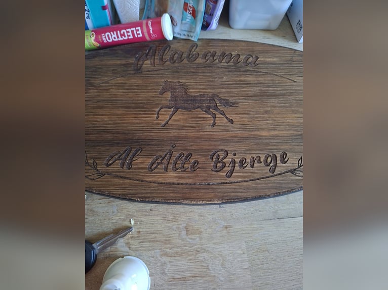 Haflinger Wallach 14 Jahre 154 cm  in Allingåbro
