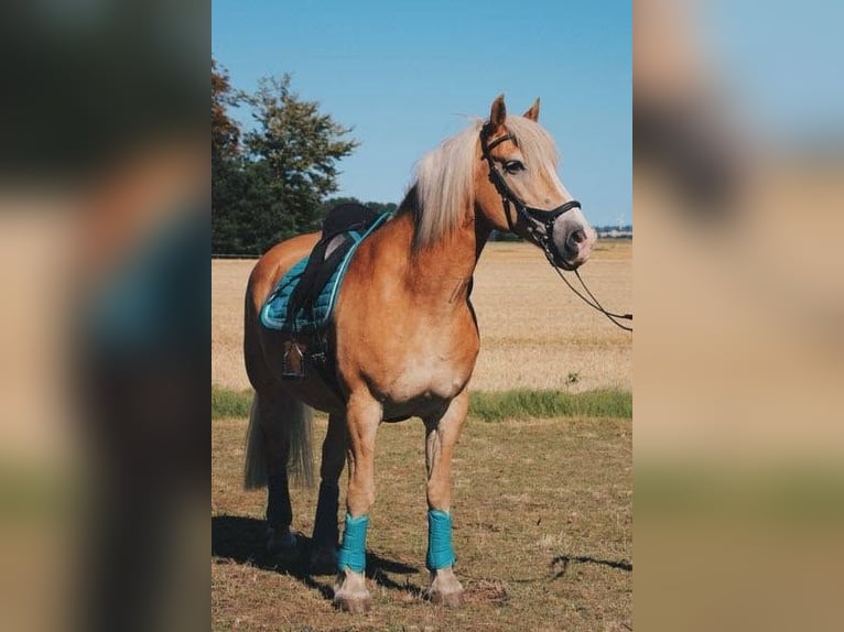 Haflinger Wallach 14 Jahre 154 cm  in Allingåbro