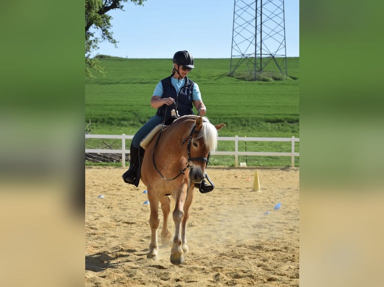 Haflinger Wallach 14 Jahre 154 cm Fuchs in Pelmberg