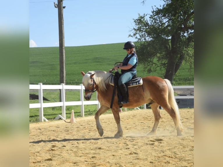 Haflinger Wallach 14 Jahre 154 cm Fuchs in Pelmberg