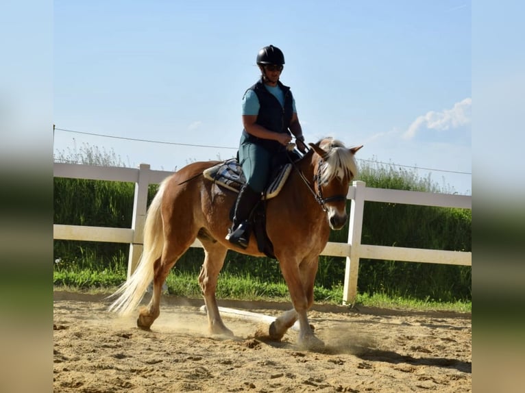 Haflinger Wallach 14 Jahre 154 cm Fuchs in Pelmberg