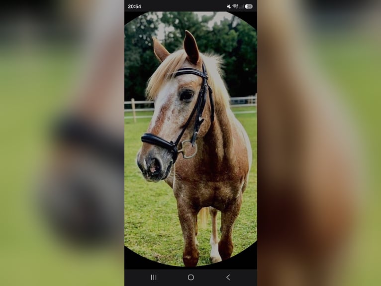 Haflinger Mix Wallach 14 Jahre 155 cm Rotschimmel in Ingolstadt