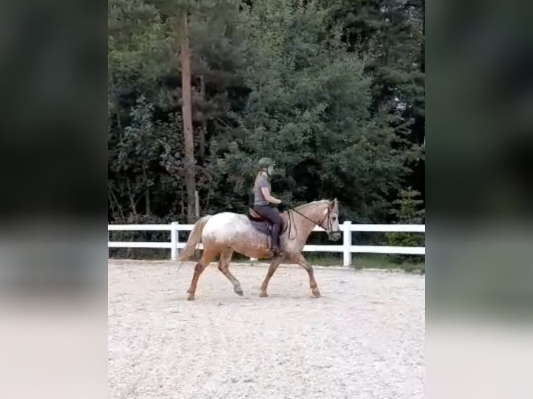 Haflinger Mix Wallach 14 Jahre 155 cm Rotschimmel in Ingolstadt