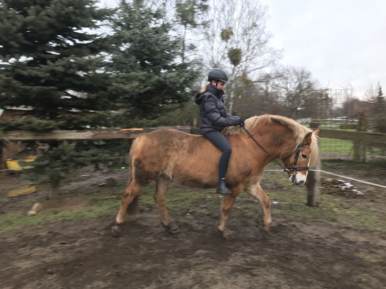 Haflinger Wallach 14 Jahre 156 cm Champagne in Ludwigslust Haflinger Wallach 14 Jahre 156 cm Champagne in Ludwigslust