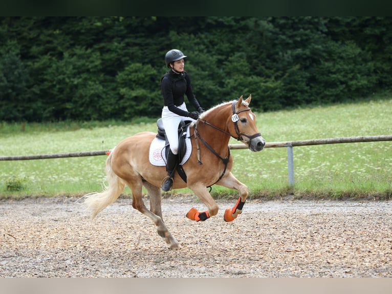 Haflinger Wallach 14 Jahre 156 cm Fuchs in Rottach-Egern