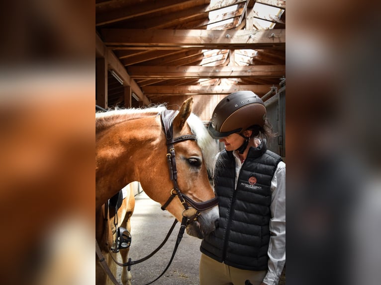 Haflinger Wallach 14 Jahre 156 cm Fuchs in Rottach-Egern