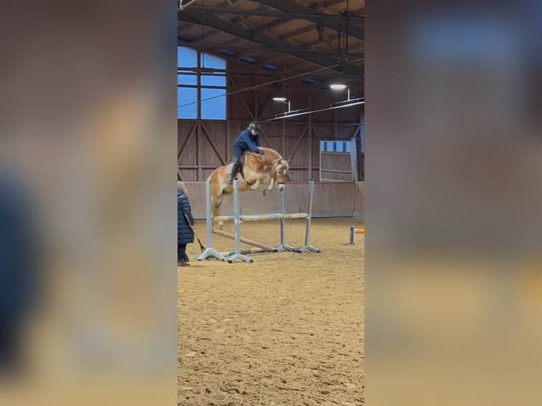 Haflinger Wallach 14 Jahre 156 cm Fuchs in Rottach-Egern
