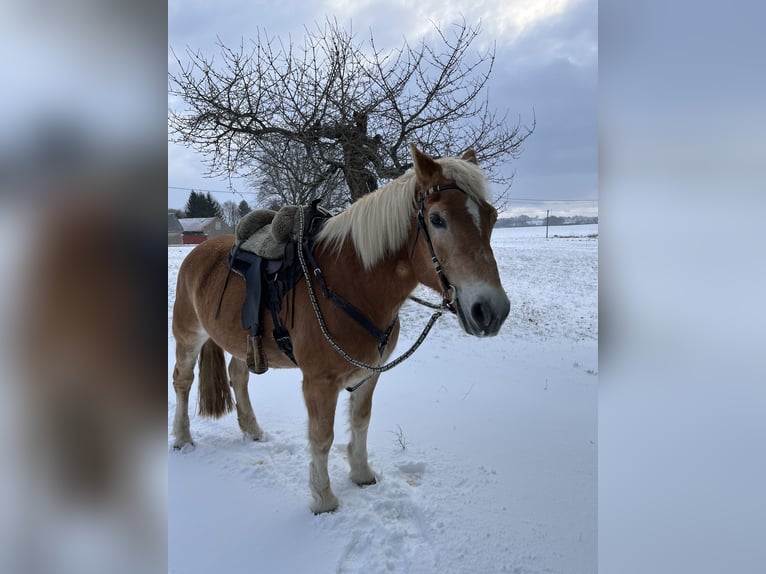 Haflinger Mix Wallach 14 Jahre 165 cm Palomino in Hirschstein