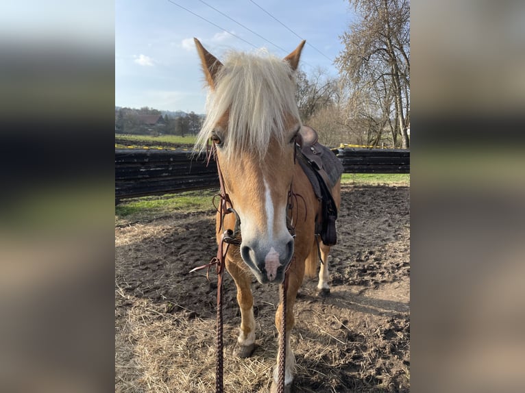 Haflinger Wallach 14 Jahre  in Gaildorf