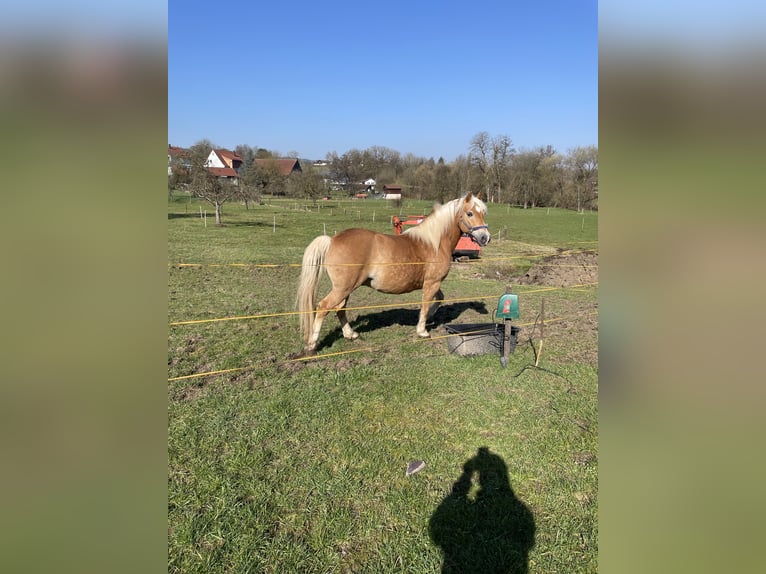 Haflinger Wallach 14 Jahre  in Gaildorf