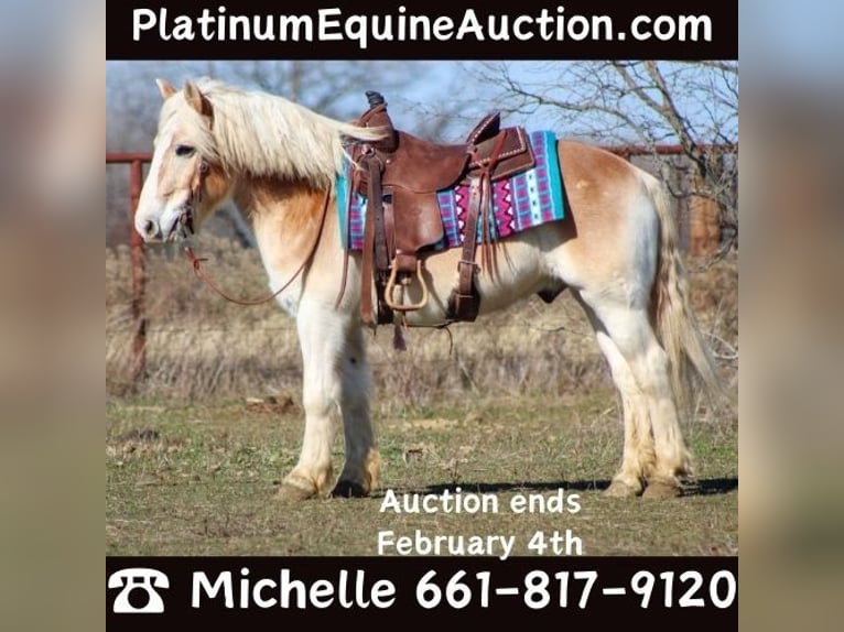 Haflinger Wallach 14 Jahre Rotfuchs in Stephenville TX