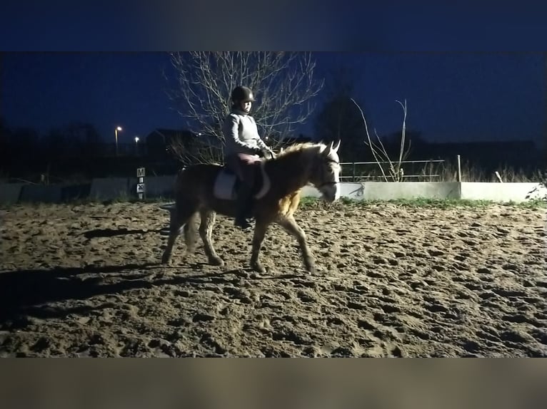 Haflinger Wallach 15 Jahre 115 cm Schimmel in Montfoort