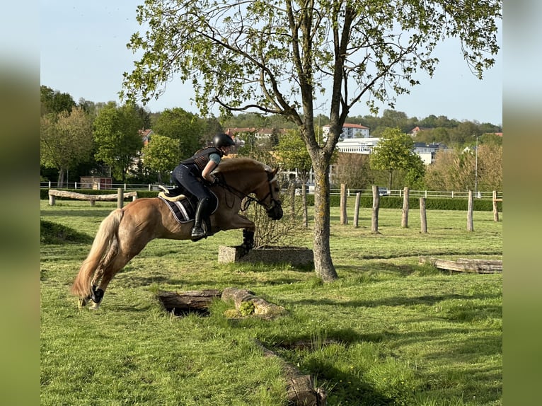 Haflinger Wallach 15 Jahre 138 cm  in Walshausen