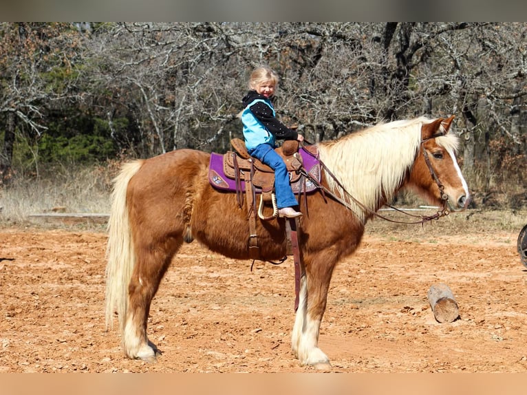 Haflinger Wallach 15 Jahre 140 cm Rotfuchs in Poolville