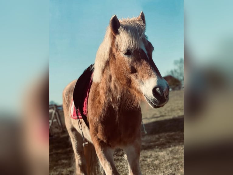 Haflinger Wallach 15 Jahre 142 cm Falbe in Oerel
