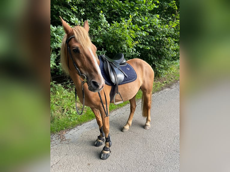 Haflinger Mix Wallach 15 Jahre 143 cm  in Plombières
