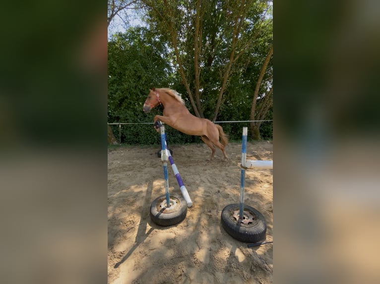 Haflinger Mix Wallach 15 Jahre 143 cm  in Plombières