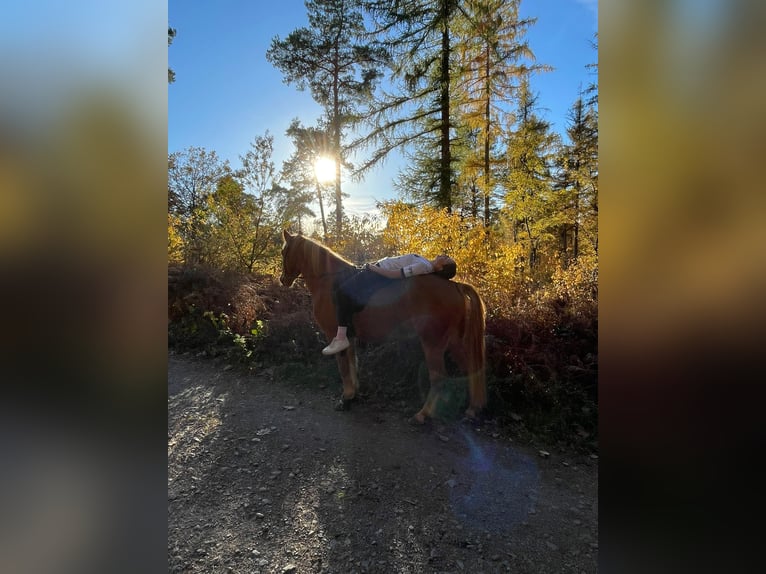 Haflinger Mix Wallach 15 Jahre 143 cm  in Plombières