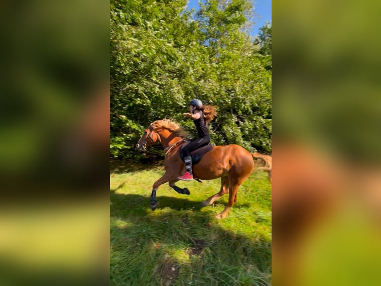 Haflinger Mix Wallach 15 Jahre 143 cm  in Plombières
