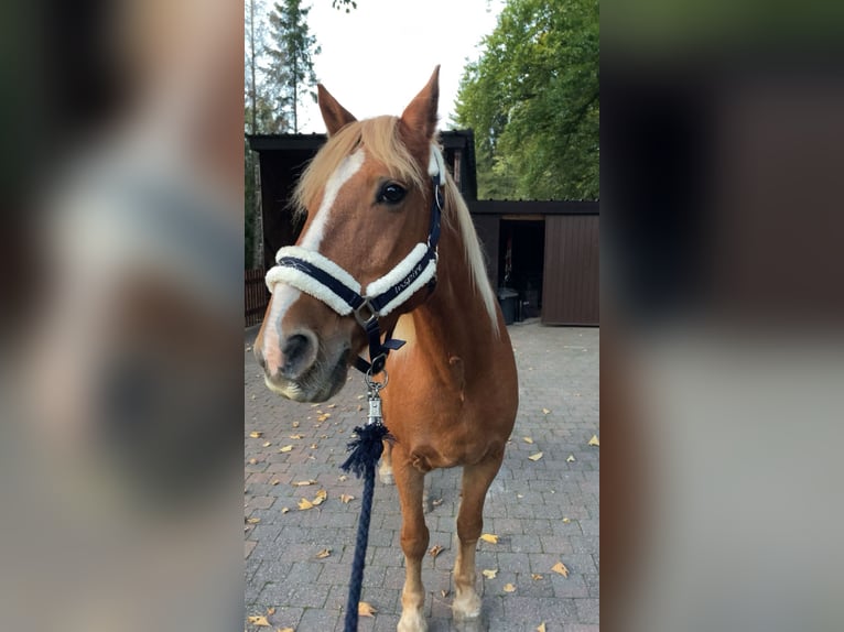 Haflinger Mix Wallach 15 Jahre 143 cm  in Plombières