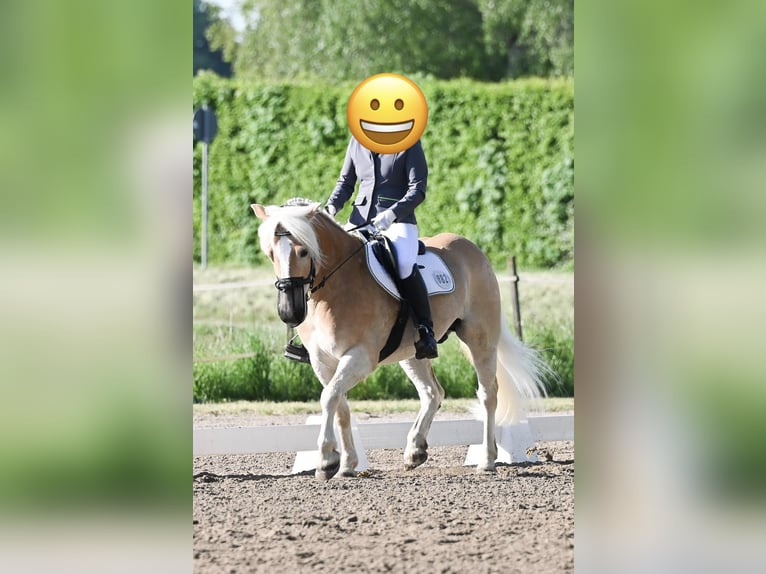 Haflinger Wallach 15 Jahre 144 cm  in Sexau
