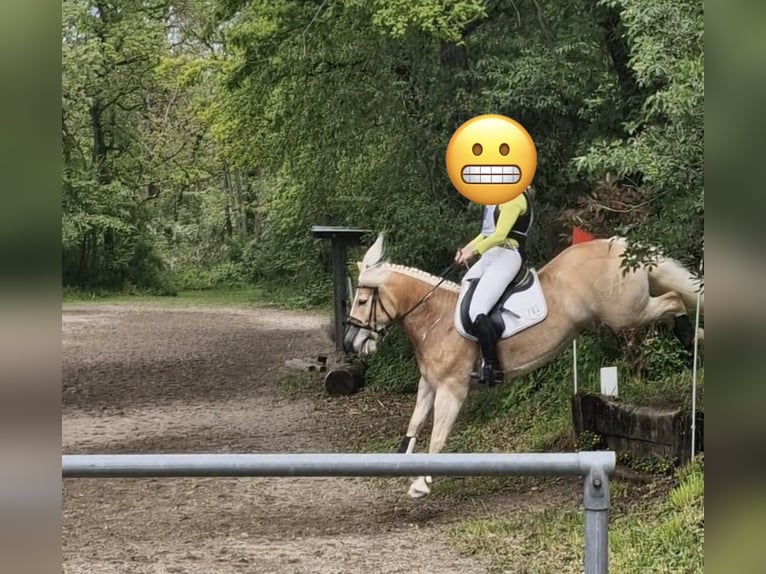 Haflinger Wallach 15 Jahre 144 cm  in Sexau