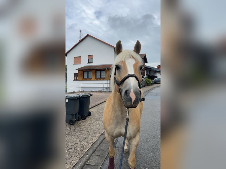 Haflinger Wallach 15 Jahre 145 cm Falbe in M&#xF6;rlenbach