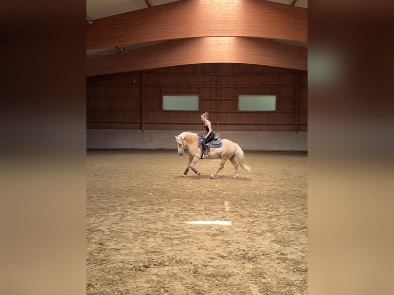 Haflinger Wallach 15 Jahre 145 cm Falbe in M&#xF6;rlenbach