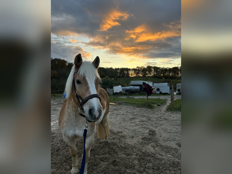 Haflinger Wallach 15 Jahre 145 cm Falbe in M&#xF6;rlenbach