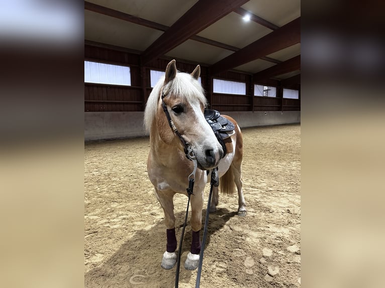 Haflinger Wallach 15 Jahre 145 cm Falbe in M&#xF6;rlenbach