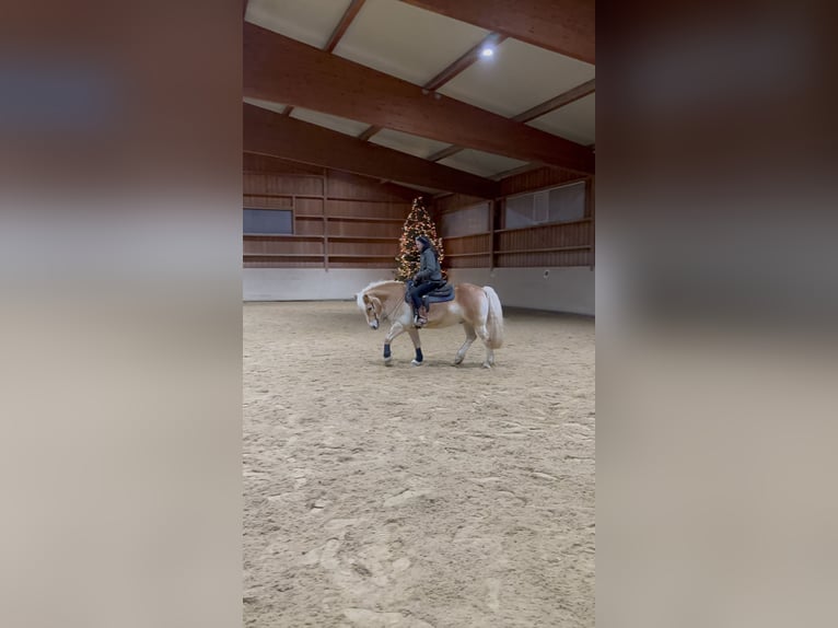 Haflinger Wallach 15 Jahre 145 cm Falbe in M&#xF6;rlenbach